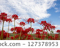 Cluster amaryllis shining in the autumn sky 127378953