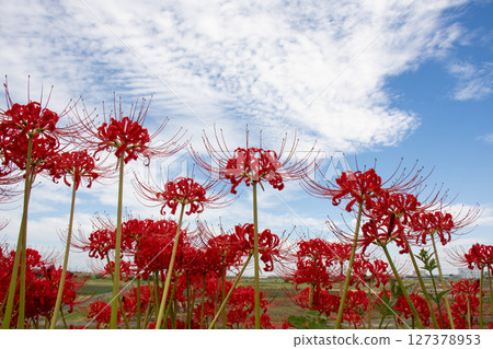 秋日天空中閃爍的孤挺花簇 127378953