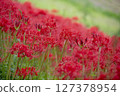 cluster spider lilies growing in clusters 127378954