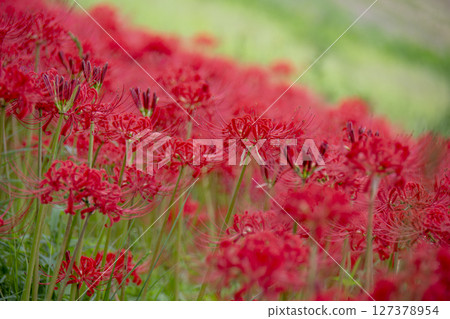 cluster spider lilies growing in clusters 127378954