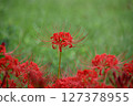 red spider lily 127378955