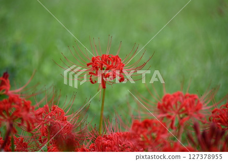 red spider lily 127378955