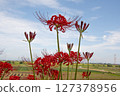 Higanbana that shines in the blue sky 127378956