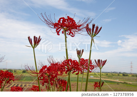 Higanbana that shines in the blue sky 127378956