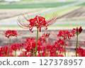 Cluster amaryllis blooming in the countryside 127378957