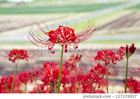 在農村開花的簇狀孤挺花 在農村開花的簇狀孤挺花 127378957