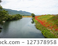 A cluster amaryllis along the river 127378958