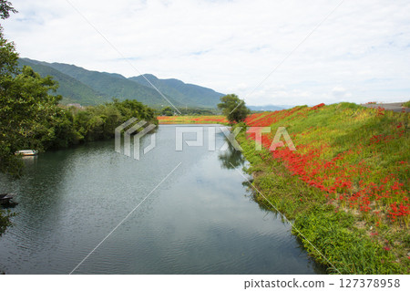 A cluster amaryllis along the river 127378958