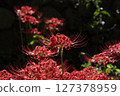 red spider lily 127378959