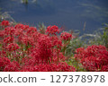 Cluster of cluster amaryllis 127378978