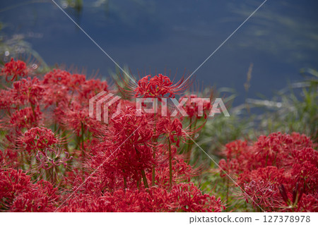 Cluster of cluster amaryllis Cluster of cluster amaryllis 127378978