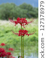Higanbana that shines in the blue sky 127378979
