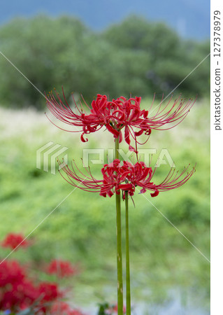 在藍天閃耀的Higanbana 在藍天閃耀的Higanbana 127378979