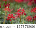 red spider lily 127378980