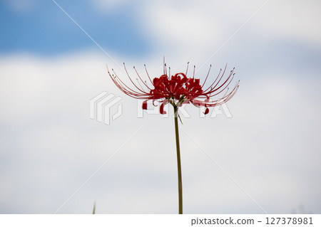 Mandarin saixa 127378981