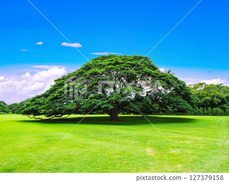 Trees, large trees, ecological images, Hawaii 127379158