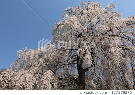 桐生市富士湯澤的櫻花 桐生市富士湯澤的櫻花 127379270