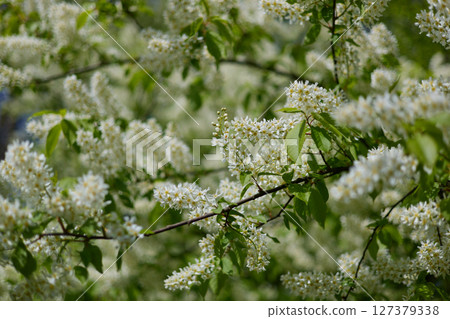 cherry blossom in close-up in clear weather cherry blossom in close-up in clear weather 127379338