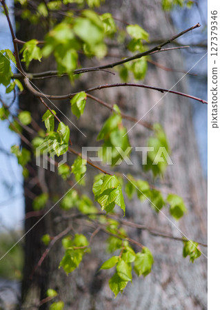fresh green leaves on branches against the background of a tree trunk in clear sunny weather 127379346