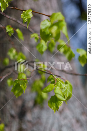 fresh green leaves on branches against the background of a tree trunk in clear sunny weather 127379350
