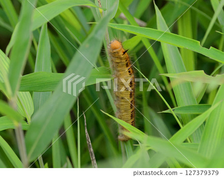 黃色毛毛蟲，Takekareha，Takekareha 家族 127379379