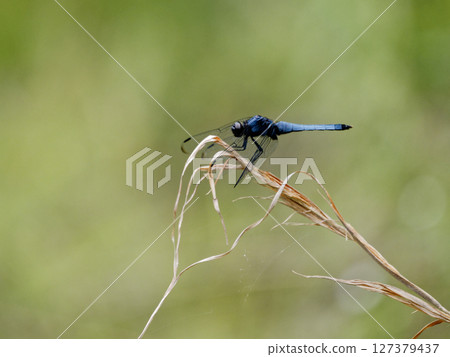 A male large dragonfly resting on a dead branch 127379437