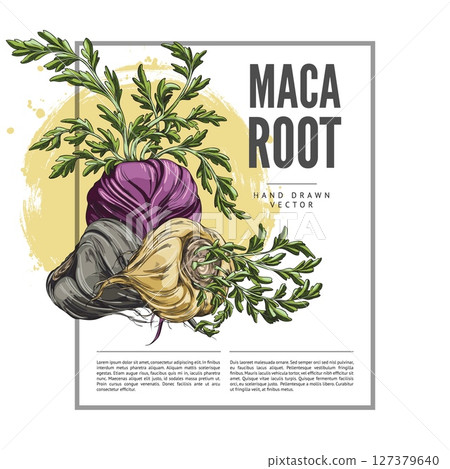 Maca roots with leaves sketch, label vector design, hand drawn Maca Peruvian tuber vegetable, superfood ingredient 127379640