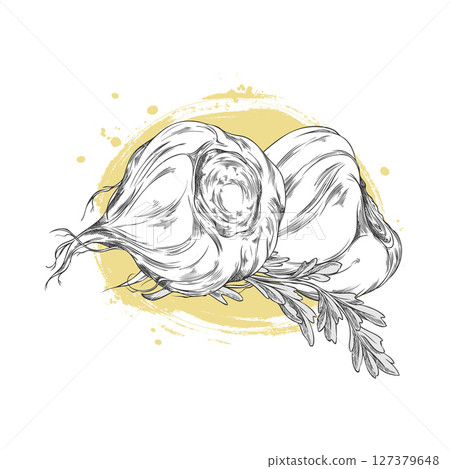 Maca root and leaves vector sketch, engraved hand drawn Maca Peruvian tuber superfood, organic seasoning ingredient 127379648