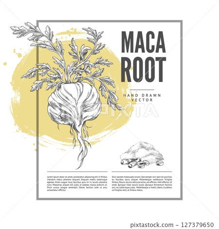 Monochrome poster with rectangular frame and sketch of maca root with leaves, powder and pills. 127379650