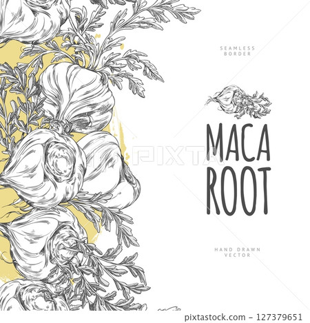 Maca roots, leaves, seamless border vector hand drawn engraved design, Maca Peruvian tuber superfood, organic ingredient Maca roots, leaves, seamless border vector hand drawn engraved design, Maca Peruvian tuber superfood, organic ingredient 127379651