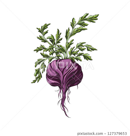 Maca root purple peel with leaves vector sketch, hand drawn Maca Peruvian tuber superfood, organic seasoning, condiment 127379653
