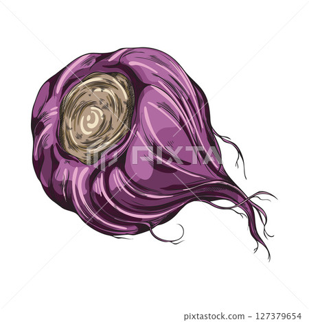 Hand drawn watercolor sketch illustration of purple maca root. 127379654