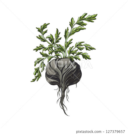 Black maca root with green leaves, hand drawn illustration in watercolor. 127379657