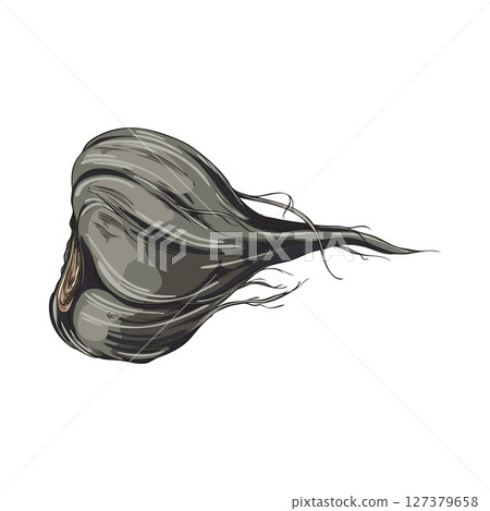 Maca root in black peel sketch, vector hand drawn Maca Peruvian tuber superfood, organic seasoning, condiment ingredient 127379658