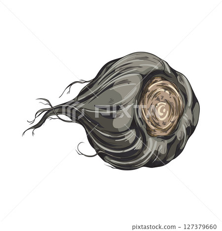 Maca root in black peel vector sketch, hand drawn Maca Peruvian tuber superfood, organic seasoning, condiment ingredient 127379660