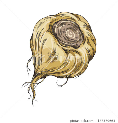 Maca root in brown peel sketch, vector hand drawn Maca Peruvian tuber superfood, organic seasoning, condiment ingredient 127379663