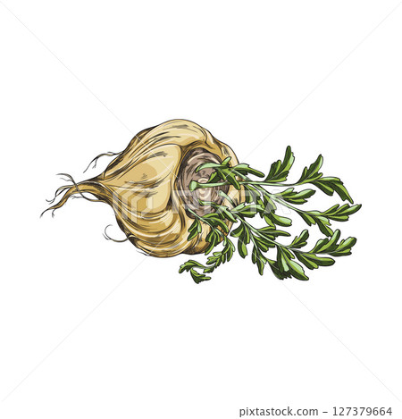 Maca root in brown peel with leaves vector sketch, hand drawn tuber vegetable, superfood, organic seasoning ingredient 127379664