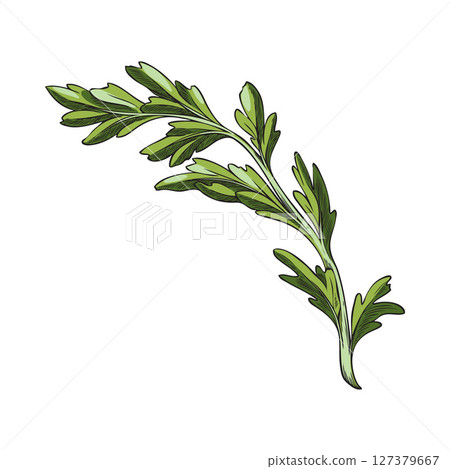 Maca root leaves sketch icon, vector hand drawn Maca Peruvian green foliage, organic seasoning, condiment ingredient 127379667