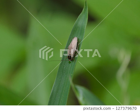 森林蟑螂棲息在葉子上，德國小蠊，德國小蠊 127379670
