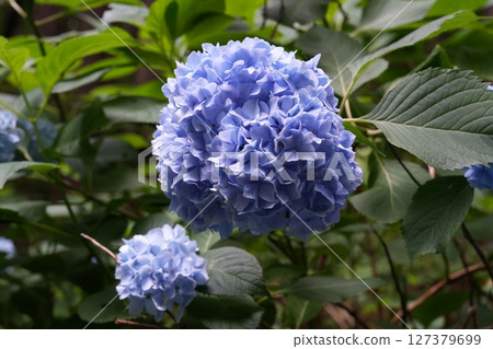 Blue hydrangea (July 2023, Joboji, Ninohe City, Iwate Prefecture) 127379699
