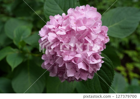 Pink hydrangeas (Joubo-ji, Ninohe City, Iwate Prefecture, July 2023) 127379700