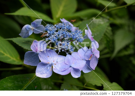 Purple hydrangeas (Joubo-ji, Ninohe City, Iwate Prefecture, July 2023) Purple hydrangeas (Joubo-ji, Ninohe City, Iwate Prefecture, July 2023) 127379704