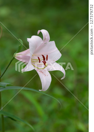 美麗盛開的小百合 美麗盛開的小百合 127379732