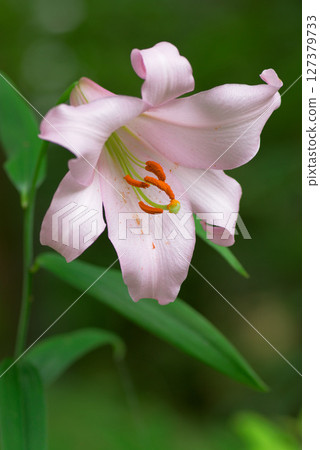 Beautiful blooming Sayuri Beautiful blooming Sayuri 127379733