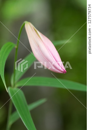 Beautiful blooming Sayuri 127379734