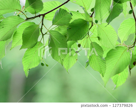 Young leaves of azuki pear Transmitted light Young leaves of azuki pear Transmitted light 127379826