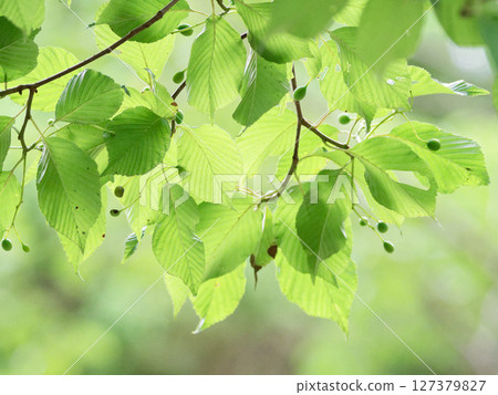 Young leaves of azuki pear Transmitted light 127379827