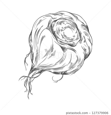 Vector black and white sketch of maca root, hand drawn. 127379906