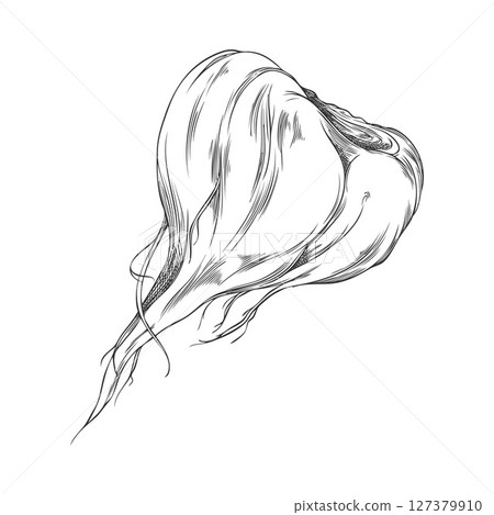Monochrome sketch of maca root, natural Peruvian superfood. 127379910