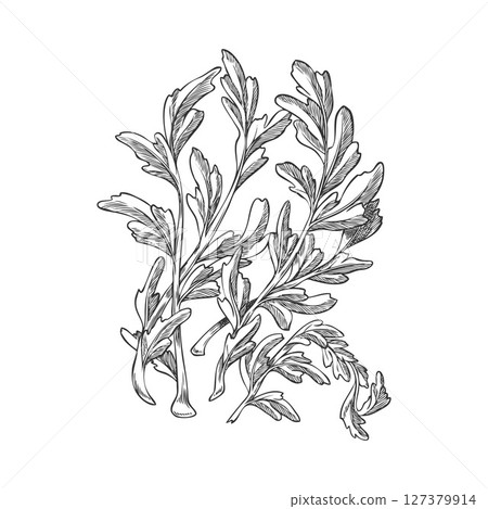 Branch with leaves of Peruvian maca plant, monochromatic hand drawn illustration. 127379914